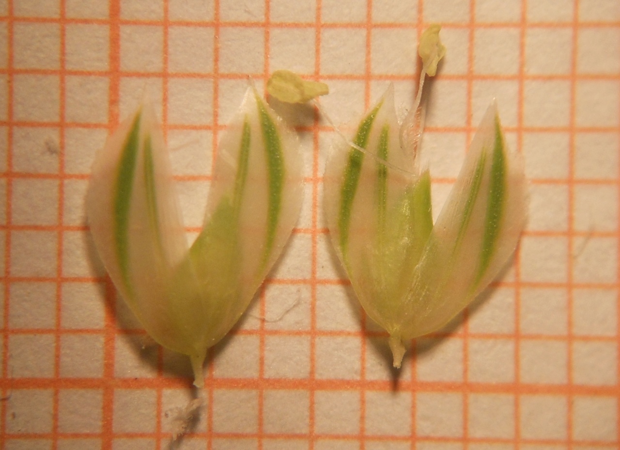 Phalaris minor / Scagliola minore
